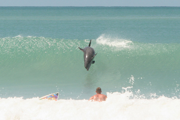 photo de surf 2045