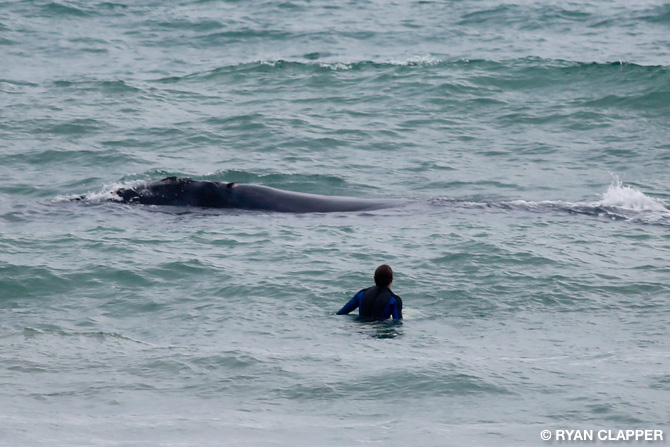 Whale Satellite Beach