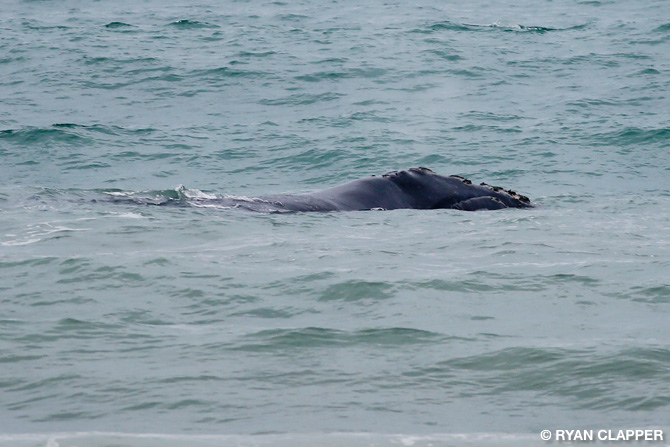 Brevard County Whale