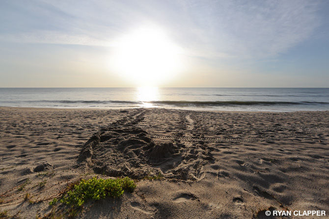 loggerhead sea turtle trail