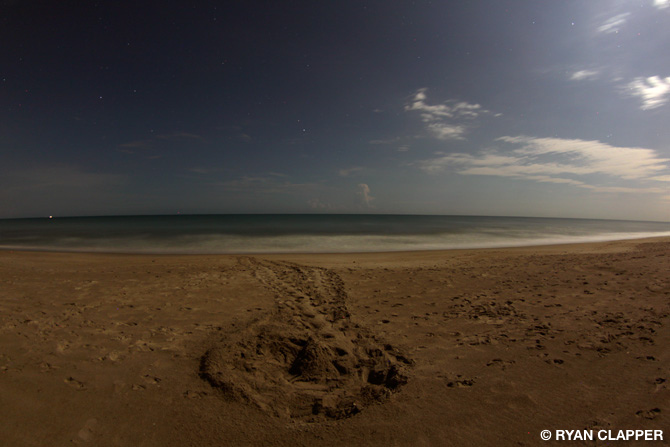 Loggerhead Sea Turtle Trail