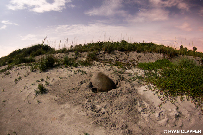 Loggerhead Sea Turtle Laying Eggs