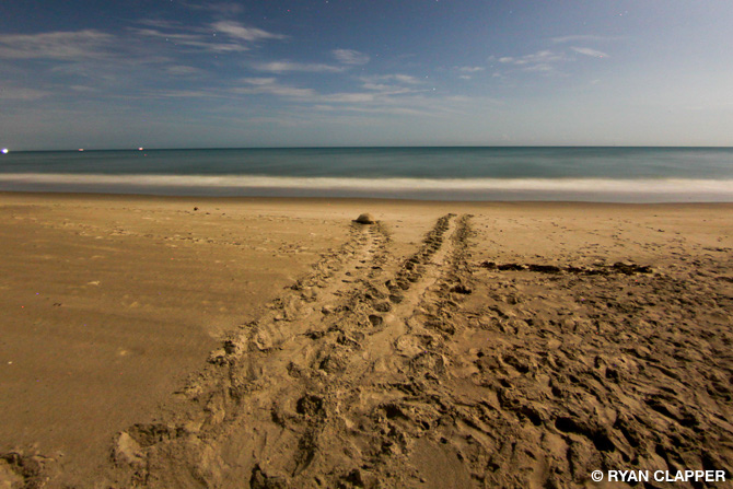 Loggerhead Sea Turtle Back To Sea