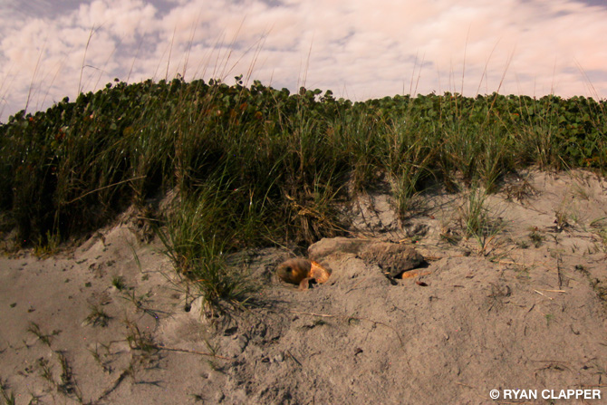 Loggerhead Sea Turtle Laying Eggs