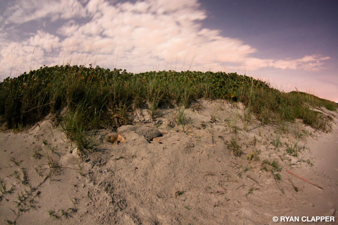 Loggerhead Sea Turtle Laying Eggs