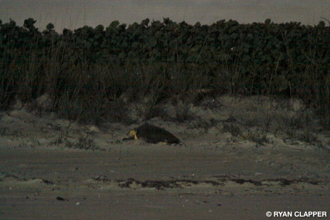 Loggerhead Sea Turtle Laying Eggs