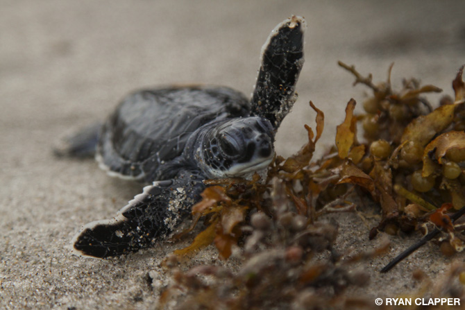 baby sea turtle