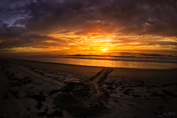 sea turtle track