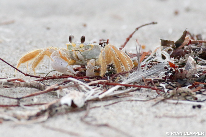 Ghost Crab