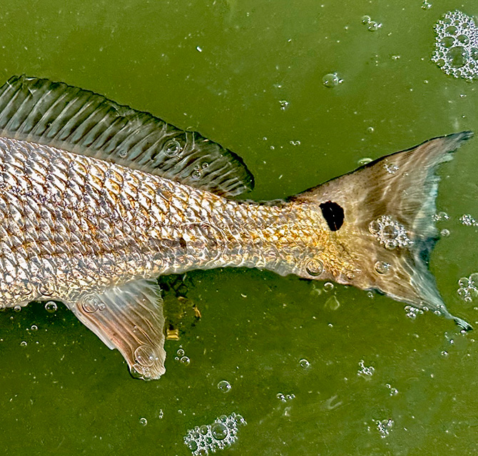 Scout T Lure - White (Red Fin) - MAGZONE Fishing